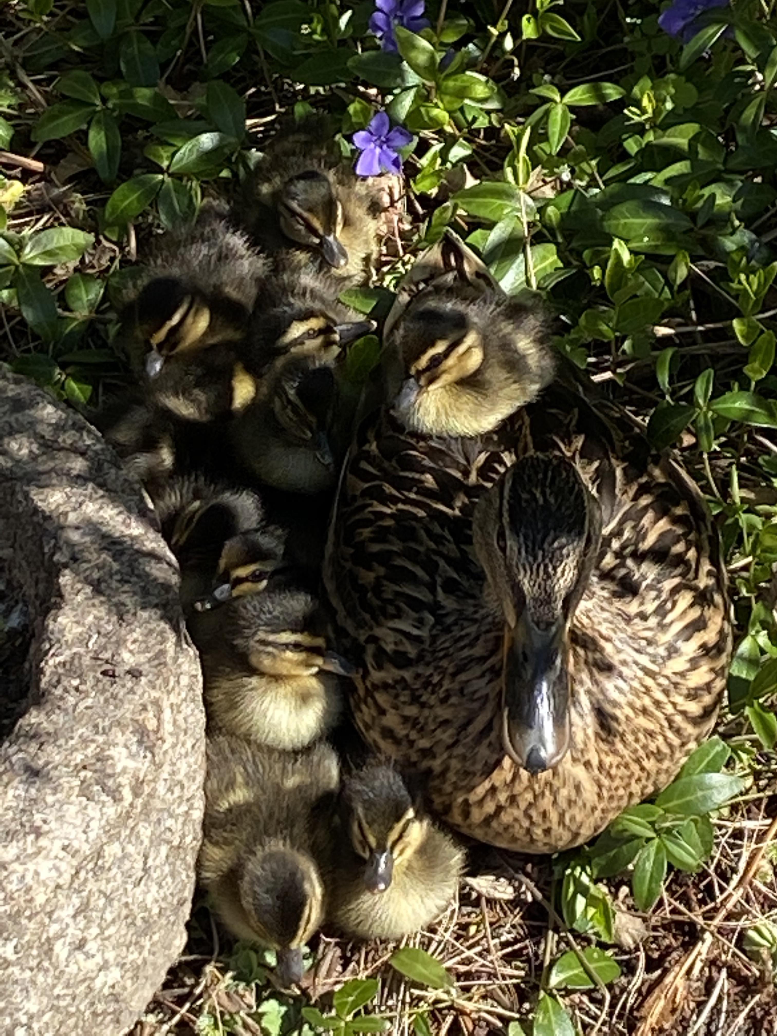 Ællingemor og små ællinger på Solgården Ællingemor og små ællinger på Solgården