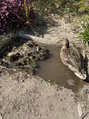 Ællingemor og små ællinger bader i søen ved Slangerup